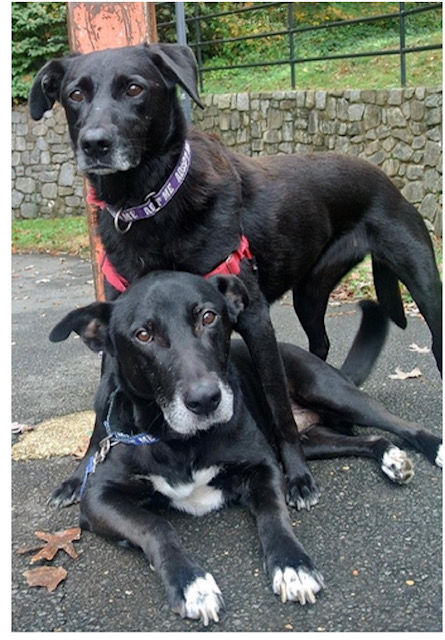 Lab Rescue - Chance and CT.jpg